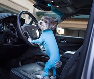 Why is Shed Defender’s Dog leotard the best choice to remove Dog hair from the Car, House & Anywhere